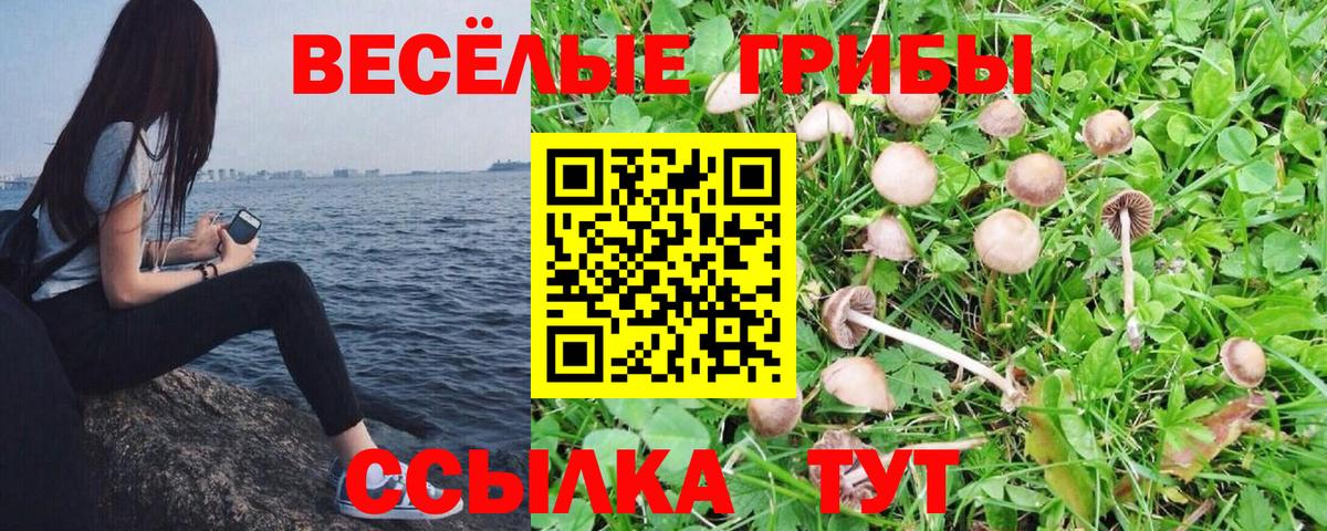 Псилоцибиновые грибы GOLDEN TEACHER Киселёвск