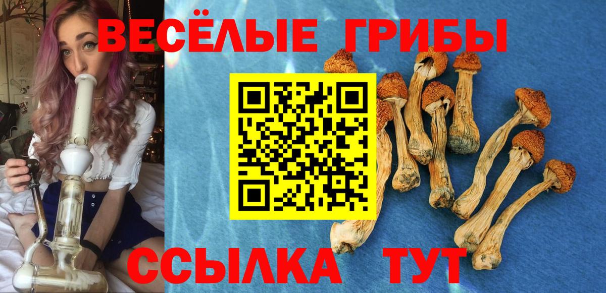 Киселёвск  Галлюциногенные грибы Cubensis  Вход с VPN 